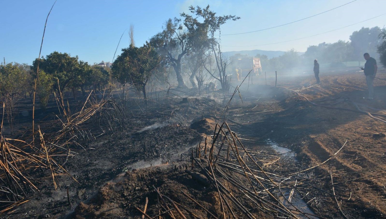 aydinda yangin zeytin agaclarini kul etti EfqYVvsB