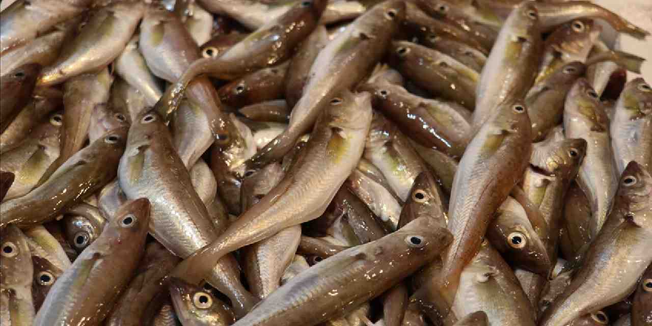 balik cesitleri tezgahlari susluyor iste mezgit istavrit hamsi ve levrek fiyati vl34AHAu