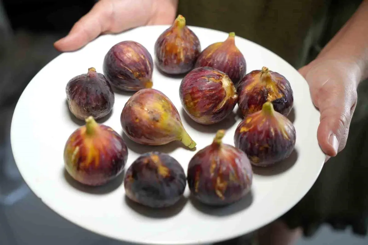 inciri kabuguyla tuketin Mcz3NSg7