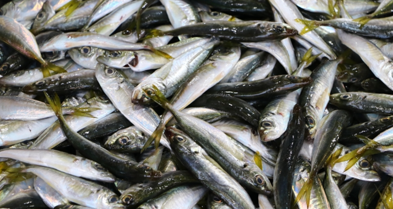 istavrit tezgahlarin gozdesi oldu 9JSVtWXY