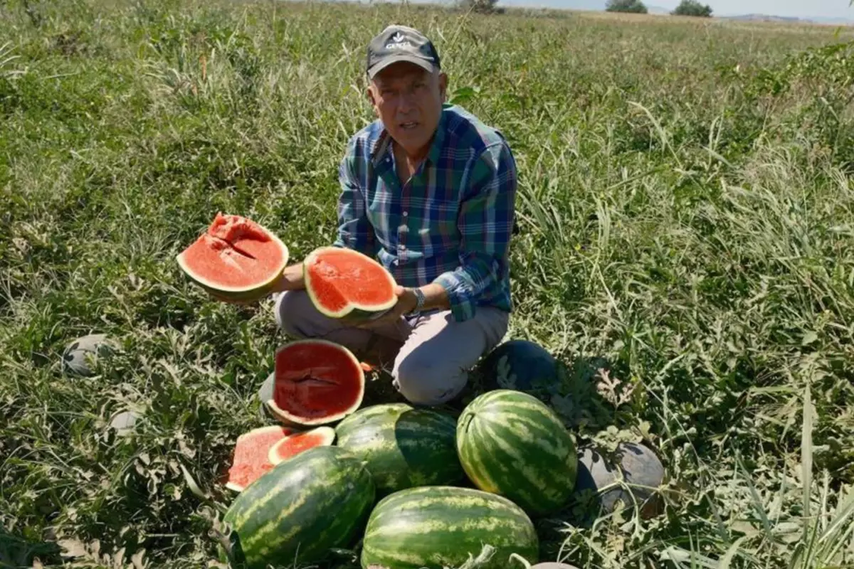 londradan gelip sozlesmeli karpuz ekti milyonlarca lira zarar etti xNn3LUeZ