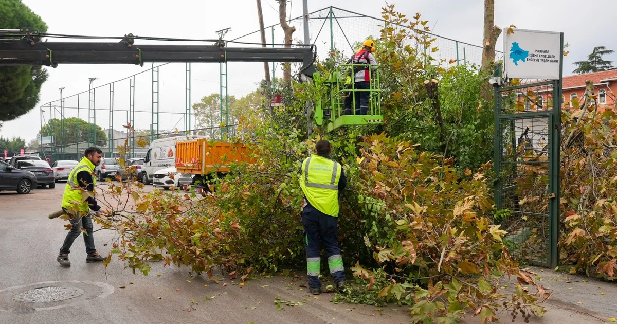 istanbul maltepede budama zamani gyGDpS8n.webp
